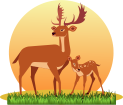 Deer with sunset
