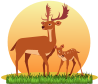 Deer with sunset